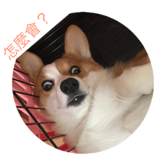 [LINEスタンプ] Bobo corgi