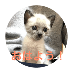 [LINEスタンプ] シャム猫 りんたろう