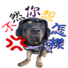 [LINEスタンプ] dog_Amy