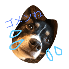 [LINEスタンプ] 石垣犬モクレイア