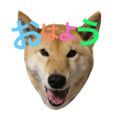 [LINEスタンプ] 我が家のぺっと