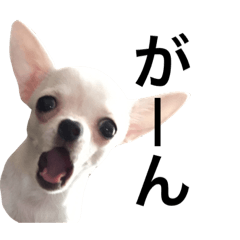 [LINEスタンプ] 日常ちわわず