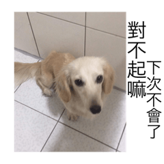 [LINEスタンプ] love my dog every