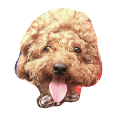 [LINEスタンプ] Poodle DoDo