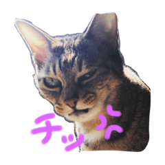 [LINEスタンプ] 怒ってる？猫