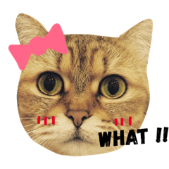 [LINEスタンプ] Joey cats