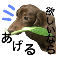 [LINEスタンプ] ダックスのルキア