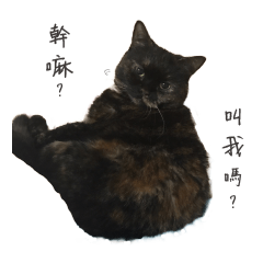 [LINEスタンプ] There is a litter of cats in my home.