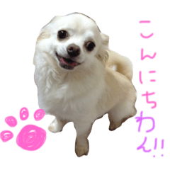 [LINEスタンプ] ちわわのバニラさん。