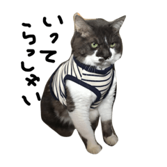 [LINEスタンプ] 猫はともだち