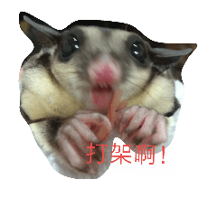 [LINEスタンプ] cute Sugarglider and Hamster