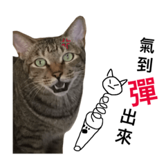 [LINEスタンプ] meow meow yang part 2