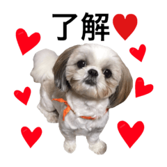 [LINEスタンプ] 愛犬あいちゃん