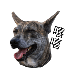 [LINEスタンプ] Taiwan mix dog No.1