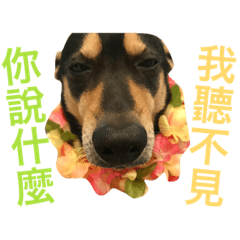 [LINEスタンプ] Dog emoji