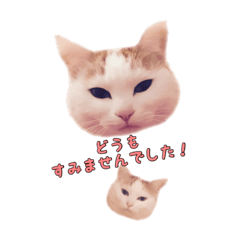 [LINEスタンプ] のら猫みゃー2