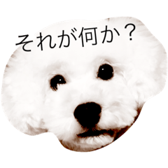 [LINEスタンプ] トイプードルの、マシュマロさん。