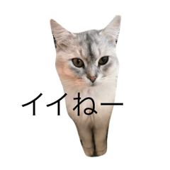 [LINEスタンプ] ねこちゃまズ 3103