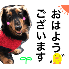 [LINEスタンプ] Miniature.Dachshund