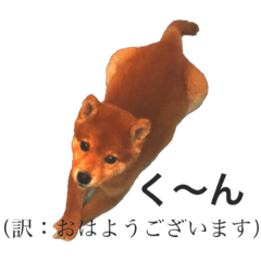 [LINEスタンプ] 柴犬 貫太の犬語(和訳付き)