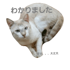 [LINEスタンプ] チロとその猫仲間たち