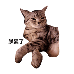 [LINEスタンプ] Rumi cat