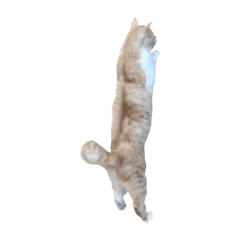 [LINEスタンプ] 猫の写真スタンプ