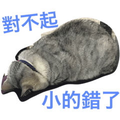 [LINEスタンプ] cat cute cat very cute