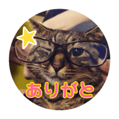 [LINEスタンプ] 猫のラテ