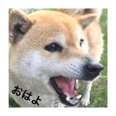 [LINEスタンプ] shiba inu goro chan2