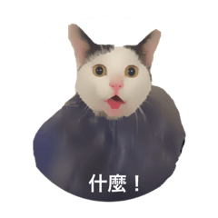 [LINEスタンプ] Lai Fu the cat！