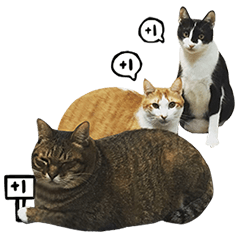 [LINEスタンプ] Chou's cats