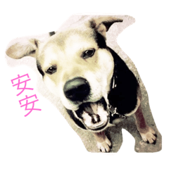 [LINEスタンプ] funny happy dog life