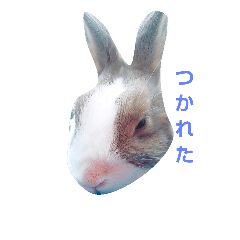 [LINEスタンプ] ふくうさぎ