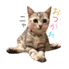 [LINEスタンプ] アメショのリリィ NO1