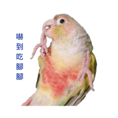 [LINEスタンプ] Pineapple Conure Parrot (Mango daily)