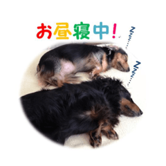 [LINEスタンプ] 愛犬が話したら