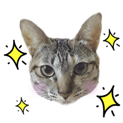 [LINEスタンプ] LU LU LIFE(1)-cat