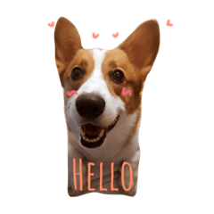 [LINEスタンプ] corgi Jordan #life #adorable#cute#dog