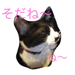 [LINEスタンプ] 猫のアンドレ