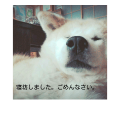 [LINEスタンプ] 秋田犬 日常会話 敬語