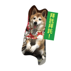 [LINEスタンプ] 柴犬元元