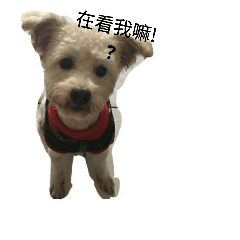 [LINEスタンプ] My name's QQ.