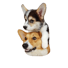 [LINEスタンプ] Millo ＆ Kylo the peachbutt Corgis