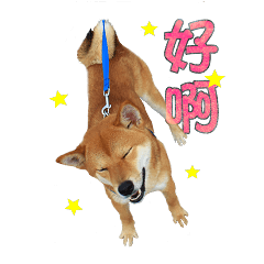 [LINEスタンプ] Shiba Pucky