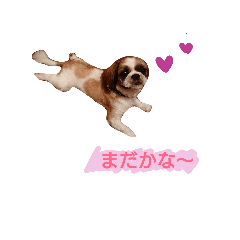 [LINEスタンプ] シーズー ！