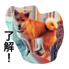 [LINEスタンプ] 我が家の柴犬です