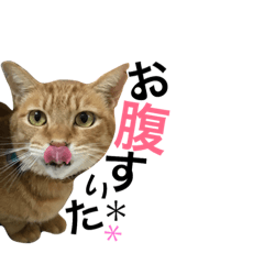 [LINEスタンプ] のんびり 犬猫