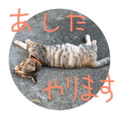 [LINEスタンプ] いろいろな猫スタンプ