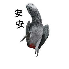 [LINEスタンプ] An Niu La parrots